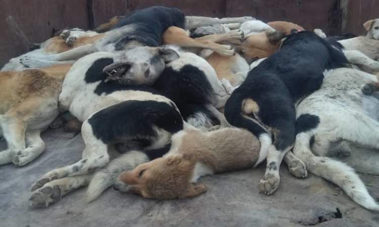 إبادة 1008 كلاب مسعورة وضالة في أمانة العاصمة