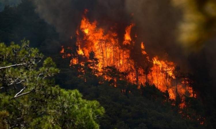 الحرائق تعود لغابات تركيا