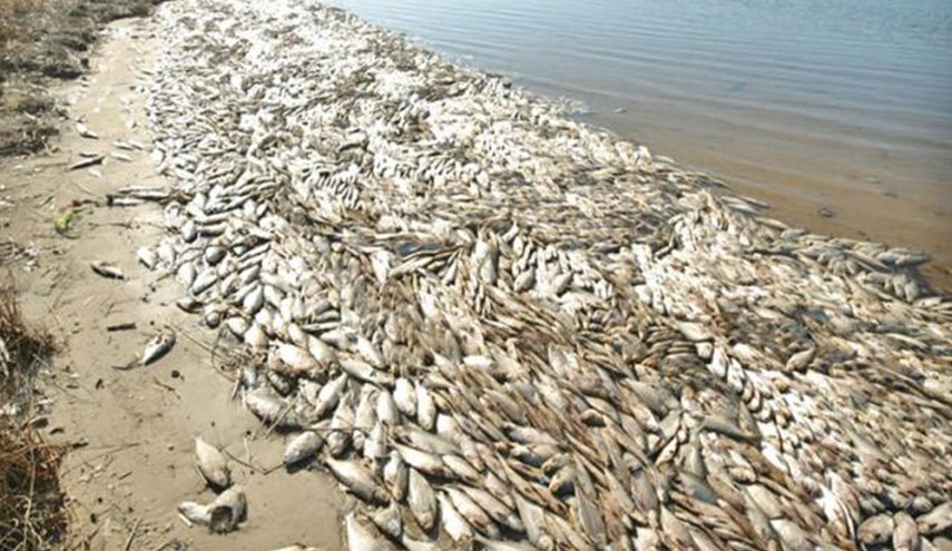 الكشف عن مواد سامة في سواحل عدن