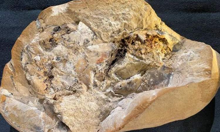 في حفرية عمرها 380 مليون عام.. اكتشاف "أقدم قلب في العالم"