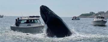 انتقام الحيتان يثير الذعر في المحيط الأطلسي